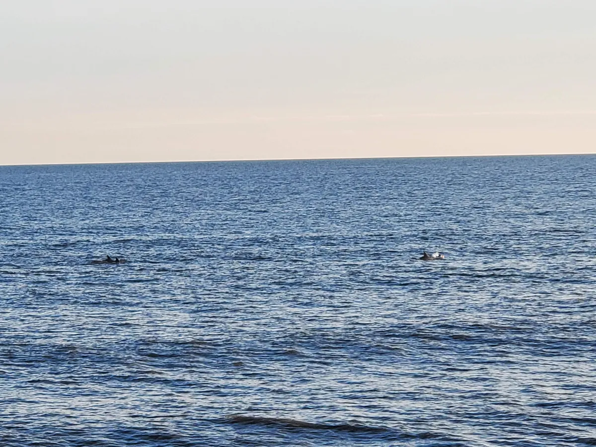 A serene ocean vista featuring distant figures fishing or boating on the water, with soft sunlight lending the scene a tranquil, expansive feeling. The horizon stretches wide, inviting thoughts of exploration, wildlife spotting, and maritime adventures.